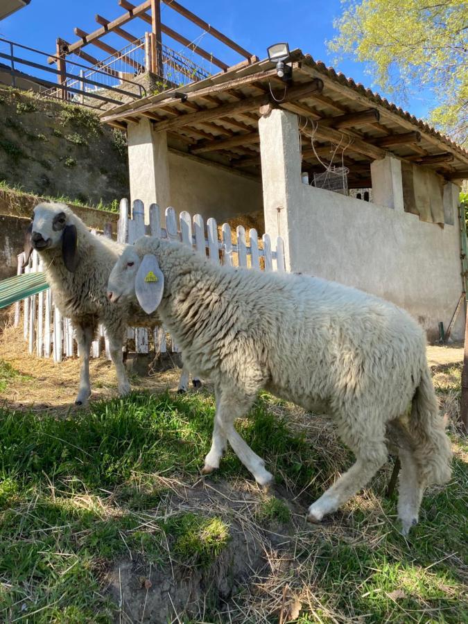 Come Una Volta Farm Brozolo Extérieur photo